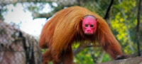 Picture Believe It! These Red-Faced Primates Known As Uakari Actually Exist For Real