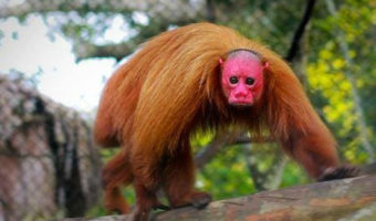 Picture Believe It! These Red-Faced Primates Known As Uakari Actually Exist For Real