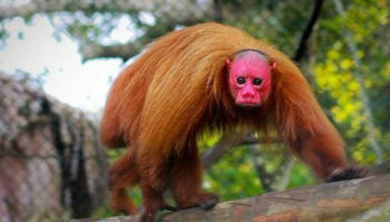 Picture Believe It! These Red-Faced Primates Known As Uakari Actually Exist For Real