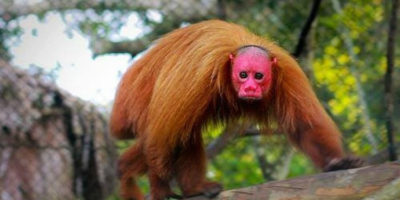 Picture Believe It! These Red-Faced Primates Known As Uakari Actually Exist For Real