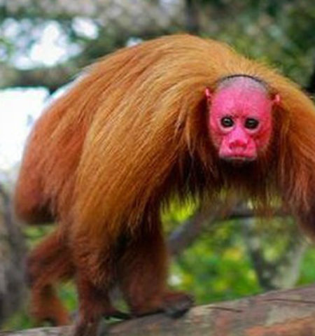 Picture Believe It! These Red-Faced Primates Known As Uakari Actually Exist For Real