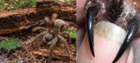 Picture Meet the Goliath birdeater: The world’s biggest spider that weighs as much as a newborn puppy