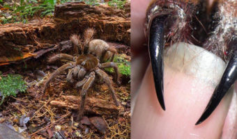 Picture Meet the Goliath birdeater: The world’s biggest spider that weighs as much as a newborn puppy