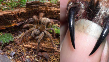 Picture Meet the Goliath birdeater: The world’s biggest spider that weighs as much as a newborn puppy