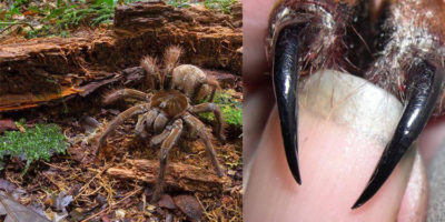 Picture Meet the Goliath birdeater: The world’s biggest spider that weighs as much as a newborn puppy