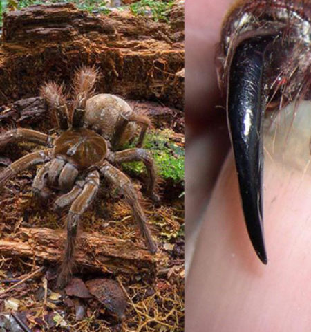 Picture Meet the Goliath birdeater: The world’s biggest spider that weighs as much as a newborn puppy