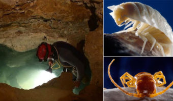 Picture Romanian Workers Accidentally Discover 5.5 Million-Year-Old Sealed Cave Teeming With Freakish, Bizarre Looking Creatures.