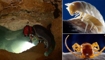 Picture Romanian Workers Accidentally Discover 5.5 Million-Year-Old Sealed Cave Teeming With Freakish, Bizarre Looking Creatures.