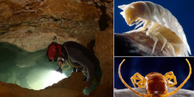 Picture Romanian Workers Accidentally Discover 5.5 Million-Year-Old Sealed Cave Teeming With Freakish, Bizarre Looking Creatures.