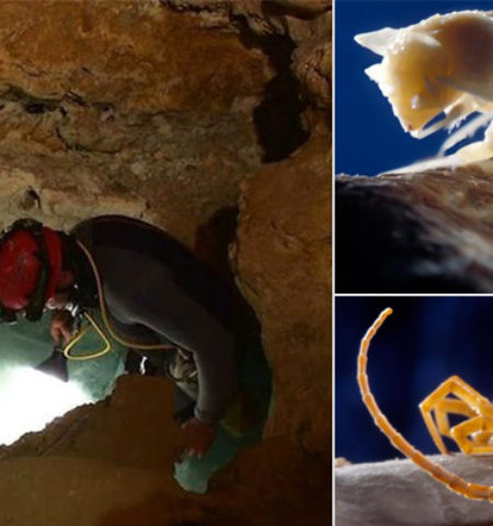 Picture Romanian Workers Accidentally Discover 5.5 Million-Year-Old Sealed Cave Teeming With Freakish, Bizarre Looking Creatures.