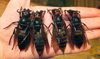 Picture Japan’s deadliest animal is the Japanese giant hornet, responsible for more yearly casualties than bears and snakes combined!