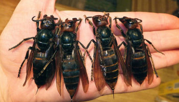 Picture Japan’s deadliest animal is the Japanese giant hornet, responsible for more yearly casualties than bears and snakes combined!