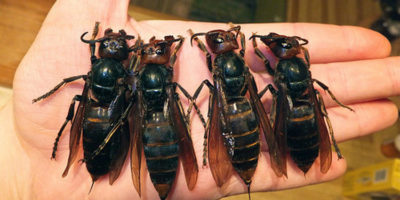 Picture Japan’s deadliest animal is the Japanese giant hornet, responsible for more yearly casualties than bears and snakes combined!