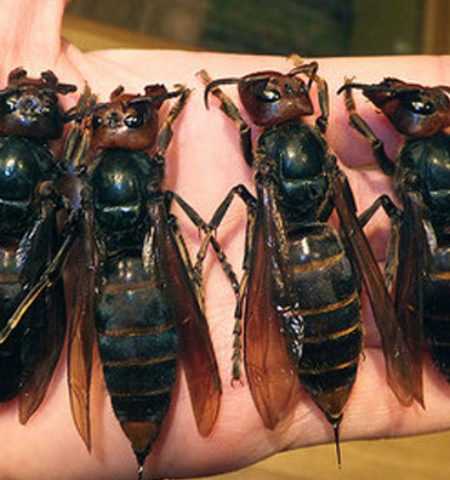 Picture Japan’s deadliest animal is the Japanese giant hornet, responsible for more yearly casualties than bears and snakes combined!