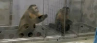 Picture The Capuchin Monkey Experiment: What happens when you reward two monkeys unequally?