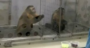 10 monkey experiment