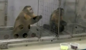Picture The Capuchin Monkey Experiment: What happens when you reward two monkeys unequally?