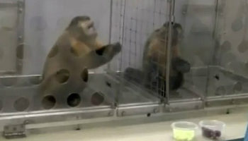 Picture The Capuchin Monkey Experiment: What happens when you reward two monkeys unequally?