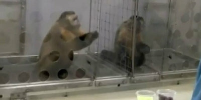 Picture The Capuchin Monkey Experiment: What happens when you reward two monkeys unequally?