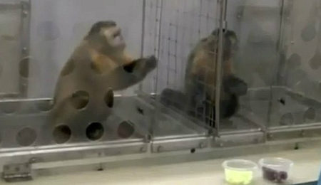 the capuchin monkey experiment is an example of