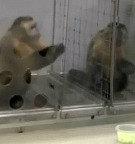 Picture The Capuchin Monkey Experiment: What happens when you reward two monkeys unequally?