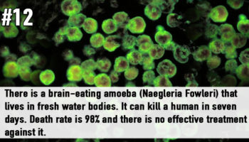 Picture 20 Strange and Unusual Facts That Sound Too Scary To Be True!