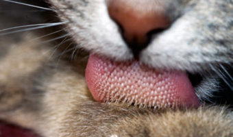 Picture 18 Less-Known Facts About Cats That Every Cat Owner Should Know!