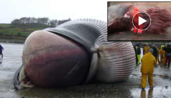 Picture 21 Extremely Bizarre Facts About Animals That will Make You Say WTF