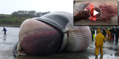 Picture 21 Extremely Bizarre Facts About Animals That will Make You Say WTF