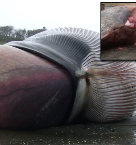 Picture 21 Extremely Bizarre Facts About Animals That will Make You Say WTF