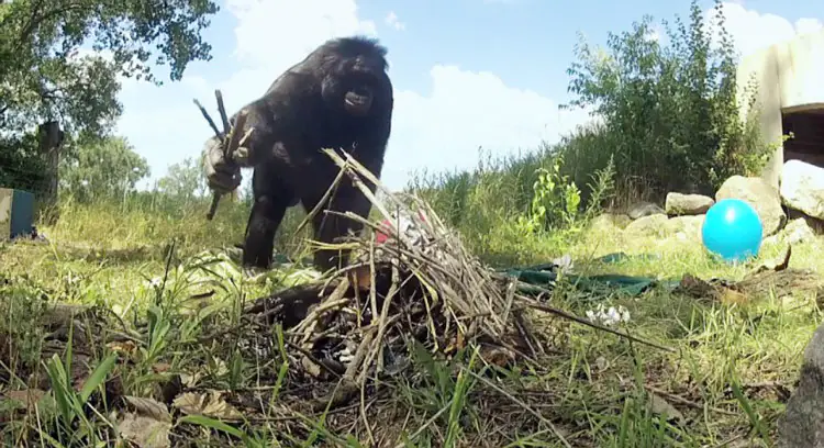 Kanzi, the Bonobo