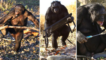 Picture Meet Kanzi, the amazing 35-year-old bonobo who can start a fire and cook