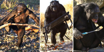 Picture Meet Kanzi, the amazing 35-year-old bonobo who can start a fire and cook