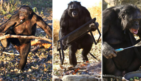 Picture Meet Kanzi, the amazing 35-year-old bonobo who can start a fire and cook