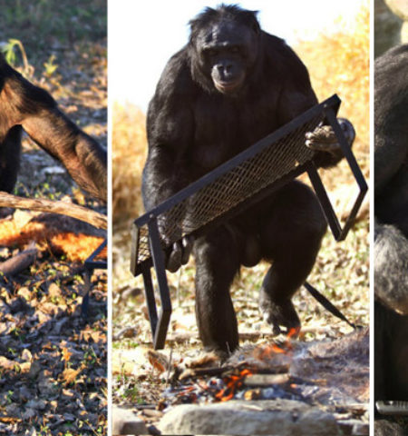 Picture Meet Kanzi, the amazing 35-year-old bonobo who can start a fire and cook