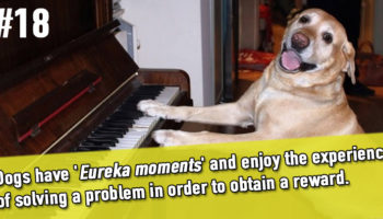 Picture 20 Amazing Facts about Dogs That Will Make You Love Your Dog Even More