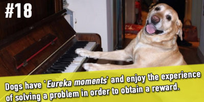 Picture 20 Amazing Facts about Dogs That Will Make You Love Your Dog Even More