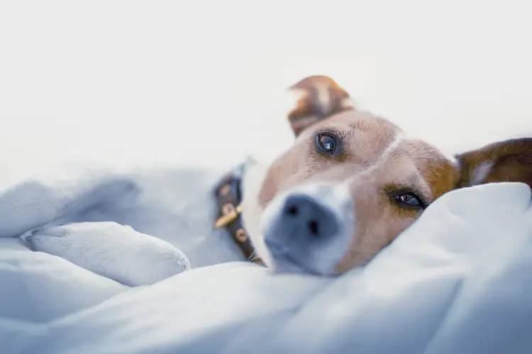 Stress affects dogs' sleep