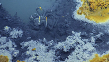 Picture Researchers have found a lake under the sea that kills anything that tries to swim in it
