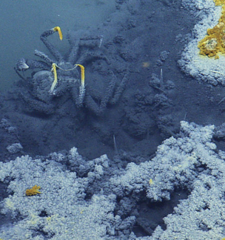 Picture Researchers have found a lake under the sea that kills anything that tries to swim in it