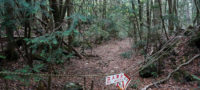 Picture Aokigahara – The Eerie Suicide Forest of Japan that Could Give You Nightmares