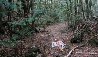 Picture Aokigahara – The Eerie Suicide Forest of Japan that Could Give You Nightmares