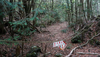 Picture Aokigahara – The Eerie Suicide Forest of Japan that Could Give You Nightmares
