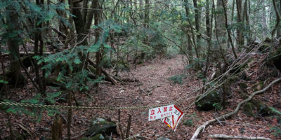 Picture Aokigahara – The Eerie Suicide Forest of Japan that Could Give You Nightmares