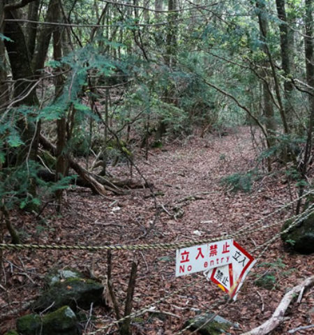 Picture Aokigahara – The Eerie Suicide Forest of Japan that Could Give You Nightmares