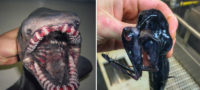 Picture Russian Fisherman Shares Pictures of the Most Bizarre Deep-Sea Creatures You’ve Ever Seen