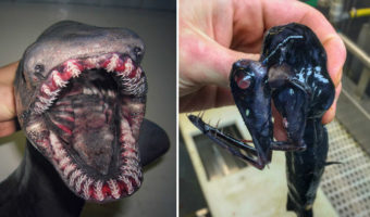 Picture Russian Fisherman Shares Pictures of the Most Bizarre Deep-Sea Creatures You’ve Ever Seen