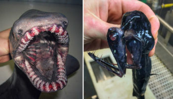Picture Russian Fisherman Shares Pictures of the Most Bizarre Deep-Sea Creatures You’ve Ever Seen