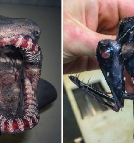 Picture Russian Fisherman Shares Pictures of the Most Bizarre Deep-Sea Creatures You’ve Ever Seen