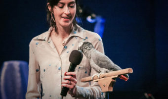 Picture Einstein: the African Grey Parrot from Knoxville Zoo That Gave a TED Talk